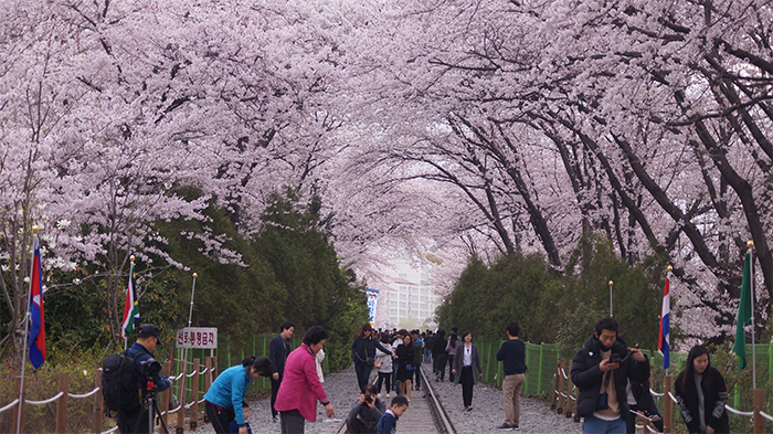 170321_cherry blossom26_in.jpg